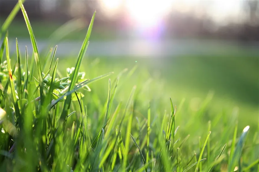 Summer lawn care in Australia: 5 tips for a healthy lawn