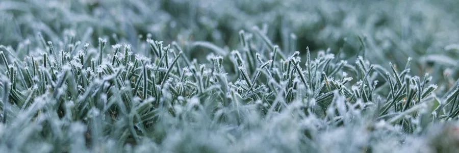 wintergreen