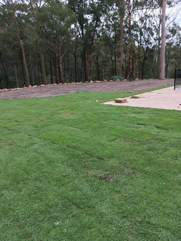 New house turfing with Empire Zoysia, photo 2