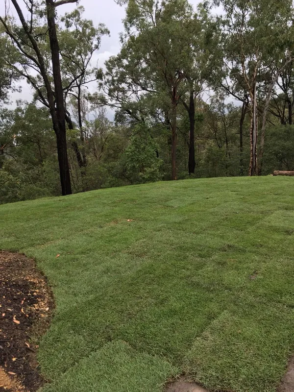 New house turfing with Empire Zoysia, photo 3