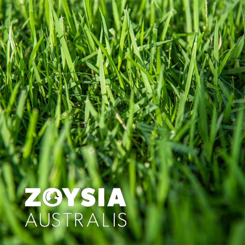Zoysia Australis