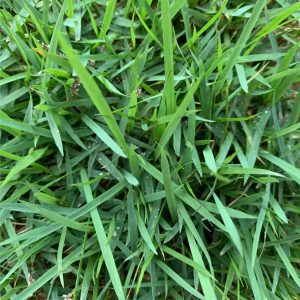 Wintergreen Couch Grass – 50 M2 or More