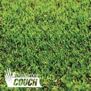 Nullarbor Couch Grass