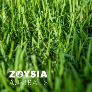 Zoysia Ausralis